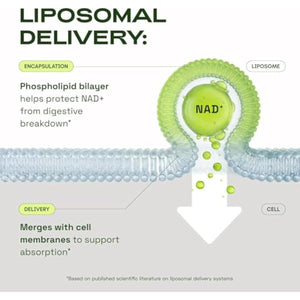 NMN Supplement Alternative – Liposomal NAD+ Supplement – Third-Party Tested – NAD CORE – 30-Day Supply – 60 Capsules