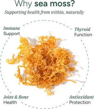 ROOT LABS Sea Moss Gummies I 92+ Minerals I Black Seed Oil I KSM 66 Ashwagandha I Lab Tested I No Added Sugar | for Men, Women I Non-GMO I 100% Natural & Organic I 1600 mg I 60 Gummy
