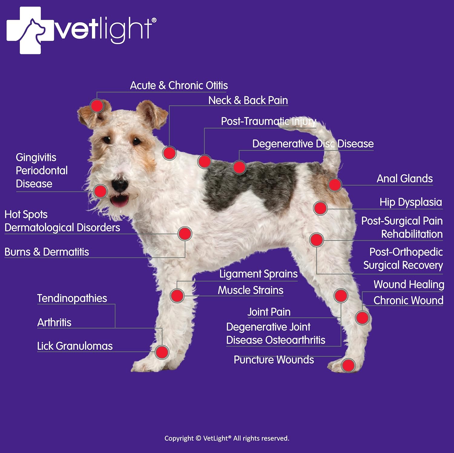 SHINE VETLIGHT Red Light for Dogs, Cats, Horses and Other Animals.